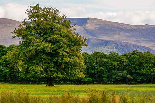 A lone oak tree in Killarney National Park, Ireland