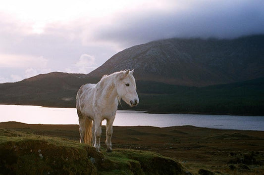 Connemara pony Photographic Print