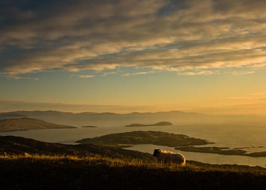 Sheep on the Ring of Kerry Photographic Print