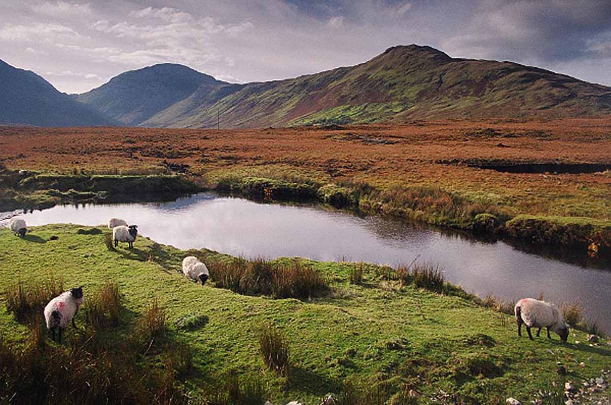 Product image for Connemara Sheep, Co Galway Photographic Print