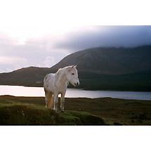 Alternate image for Connemara pony Photographic Print