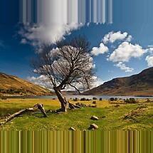 Alternate image for Connemara tree Photographic Print
