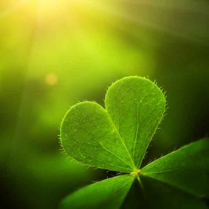 Shamrock in sunlight