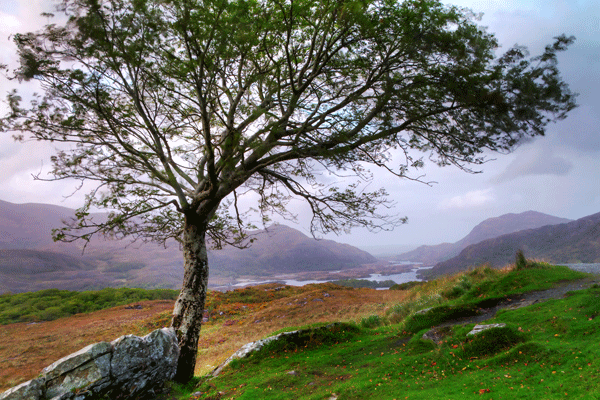 Irish Tree on misty morning in Kerry