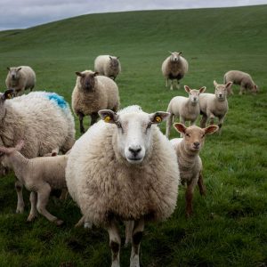 Sheep and Lambs in Irish Springtime