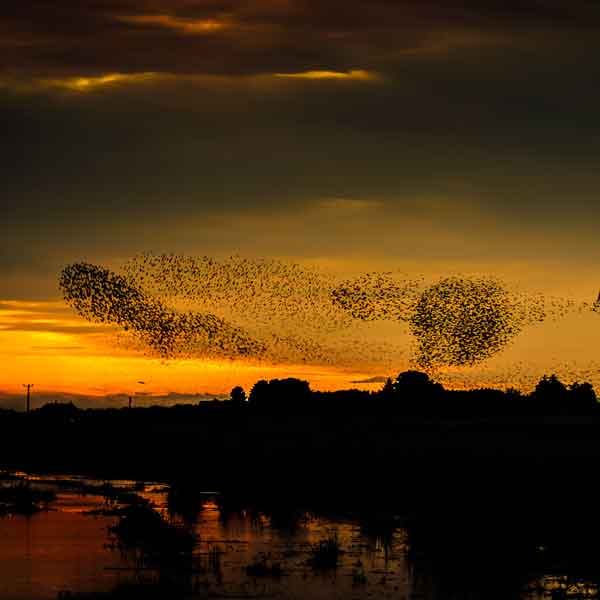 Starlings Murmuration