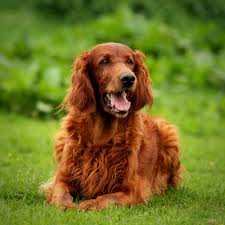 Is Your Four-Legged Best Friend Irish?