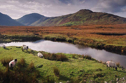 Connemara Sheep, Co Galway Photographic Print