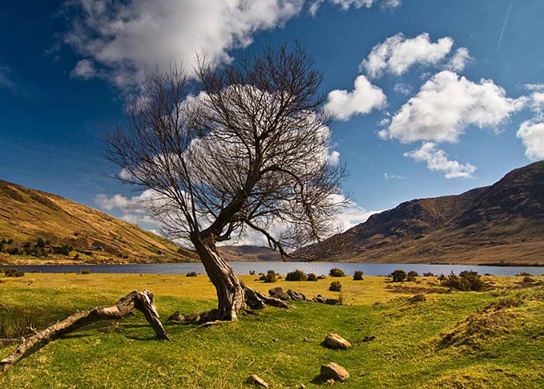 Product image for Connemara tree Photographic Print