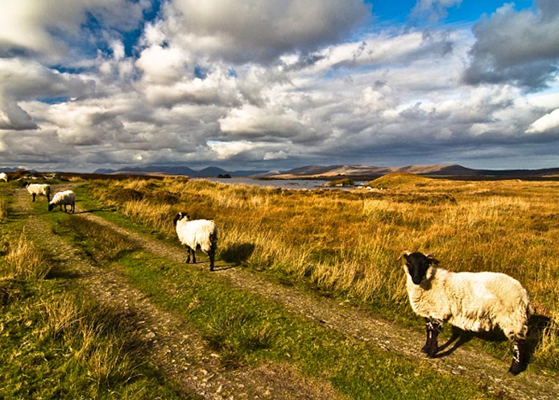 Product image for West to Connemara Photographic Print