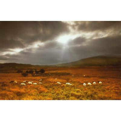 Product Image for Ring of Kerry near Kenmare Photographic Print
