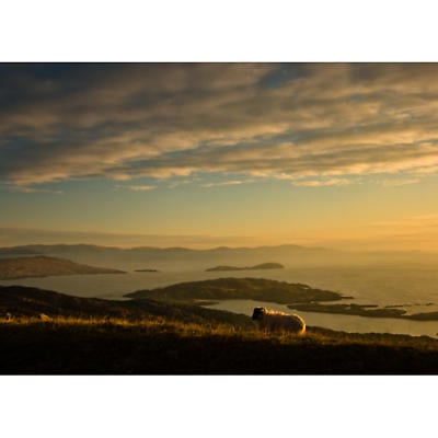 Product Image for Sheep on the Ring of Kerry Photographic Print