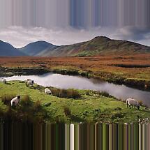 Connemara Sheep, Co Galway Photographic Print Product Image